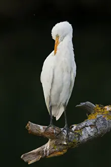 Cattle Egret Prints: Cattle Egret