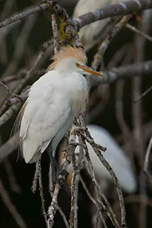 Wildlife Animals Prints: Cattle Egret
