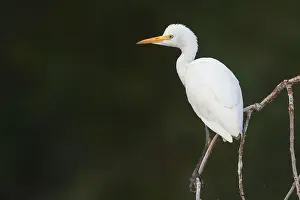 Wildlife Animals Prints: Cattle Egret