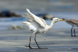 Pelecaniformes Order Birds Prints: Cattle Egret; Bubulcus ibis