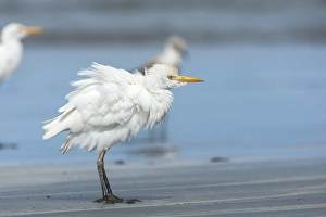 Wildlife Photography Outdoor Prints: Cattle Egret; Bubulcus ibis
