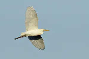 American Wildlife Prints: Cattle Egret, Bubulcus ibis