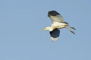 Nature Photography US Prints: Cattle Egret, Bubulcus ibis