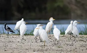 Botswana Wildlife Safari Prints: Cattle Egret, Bubulcus ibis