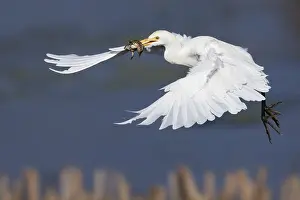 Bubulcus Ibis Prints: Cattle Egret, Bubulcus ibis
