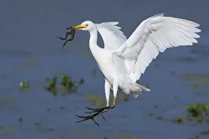 Bubulcus Ibis Prints: Cattle Egret, Bubulcus ibis