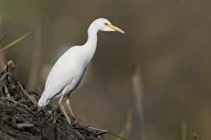 Italian Wildlife Prints: Cattle Egret, Bubulcus ibis