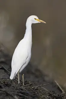 Bubulcus Ibis Prints: Cattle Egret, Bubulcus ibis
