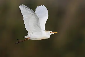 Birds In Flight Europe Prints: Cattle Egret, Bubulcus ibis
