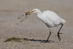 Bubulcus Ibis Prints: Cattle Egret, Bubulcus ibis