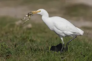 Italian Wildlife Prints: Cattle Egret, Bubulcus ibis