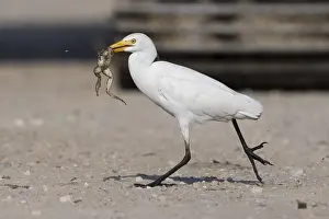 Bubulcus Ibis Prints: Cattle Egret, Bubulcus ibis