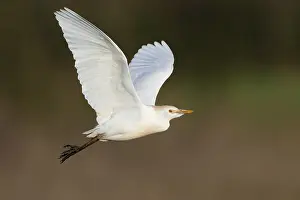 Flying Birds Europe Prints: Cattle Egret, Bubulcus ibis