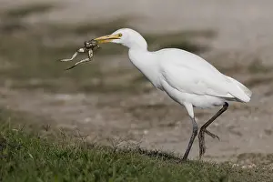 Bubulcus Ibis Prints: Cattle Egret, Bubulcus ibis