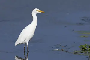 Italian Wildlife Prints: Cattle Egret, Bubulcus ibis