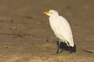 Bubulcus Ibis Prints: Cattle Egret, Bubulcus ibis