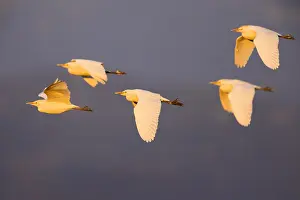 Bubulcus Ibis Prints: Cattle Egret, Bubulcus ibis