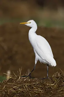 Bubulcus Ibis Prints: Cattle Egret, Bubulcus ibis