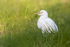 Wildlife Animals Prints: Cattle Egret, Bubulcus ibis