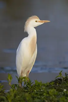 Wildlife Nature Photos Prints: Cattle Egret, Bubulcus ibis
