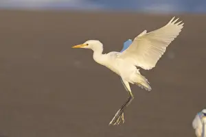 Bubulcus Ibis Prints: Cattle Egret, Bubulcus ibis