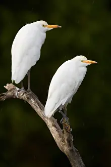 Bubulcus Ibis Prints: Cattle Egret, Bubulcus ibis