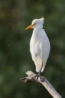 Bubulcus Ibis Prints: Cattle Egret, Bubulcus ibis