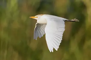 Daytime Wildlife Images Prints: Cattle Egret, Bubulcus ibis