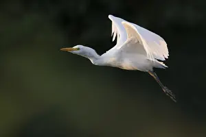Bubulcus Ibis Prints: Cattle Egret, Bubulcus ibis