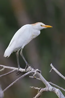 Bubulcus Ibis Prints: Cattle Egret, Bubulcus ibis