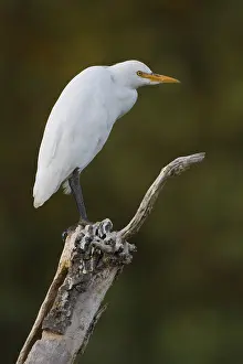 Ciconiiformes Order Birds Prints: Cattle Egret, Bubulcus ibis