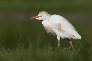Bubulcus Ibis Prints: Cattle Egret, Bubulcus ibis