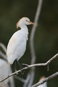 Bubulcus Ibis Prints: Cattle Egret, Bubulcus ibis
