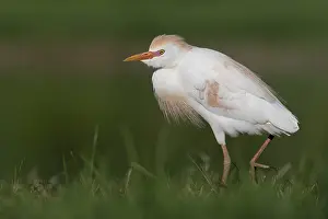 Bubulcus Ibis Prints: Cattle Egret, Bubulcus ibis