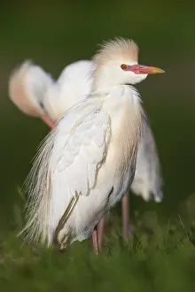 Bird Portrait Photos Prints: Cattle Egret, Bubulcus ibis