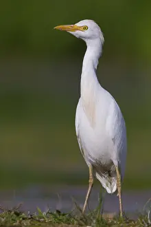Bubulcus Ibis Prints: Cattle Egret, Bubulcus ibis