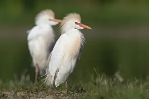 Breeding Plumage Birds Prints: Cattle Egret, Bubulcus ibis