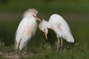 Bubulcus Ibis Prints: Cattle Egret, Bubulcus ibis