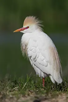 Cattle Egret Portrait Prints: Cattle Egret, Bubulcus ibis
