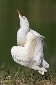 Cattle Egret Print, Adult in Breeding Plumage