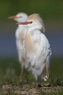Cattle Egret Prints: Cattle Egret, Bubulcus ibis