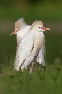 Cattle Egret Prints: Cattle Egret, Bubulcus ibis