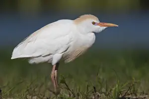 Cattle Egret Prints: Cattle Egret, Bubulcus ibis