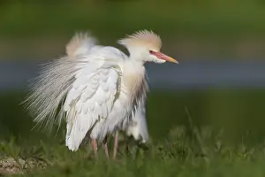 Ciconiiformes Order Prints: Cattle Egret, Bubulcus ibis