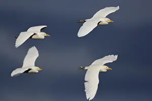 Cattle Egret Prints: Cattle Egret, Bubulcus ibis