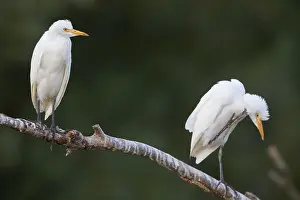 Italian Wildlife Prints: Cattle Egrets