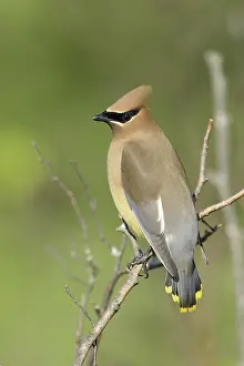 Wildlife Photography North America Prints: Cedar Waxwing