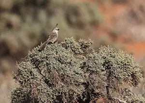 Wildlife In Australia Prints: Chirruping Wedgebill