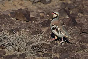 Mongolian Wildlife Prints: Chukar, Alectoris chukar
