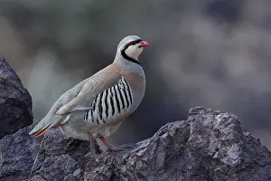 Mongolian Wildlife Prints: Chukar, Alectoris chukar